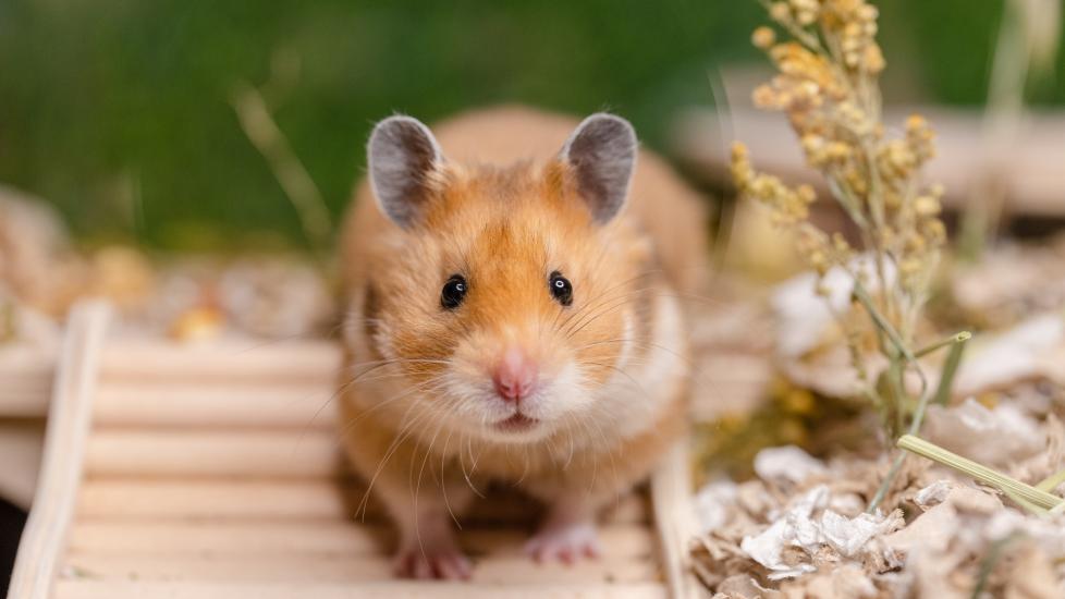gerbil vs hamster; a hamster crawls through his enclosure.